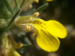 Ajuga mollis