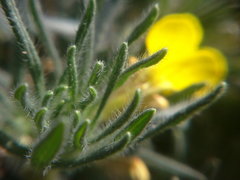 Ajuga mollis