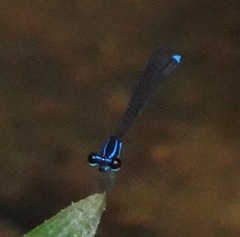 Prodasineura laidlawii