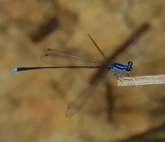 Prodasineura laidlawii