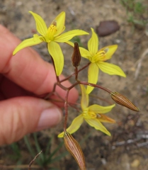 Cyanella lutea lutea