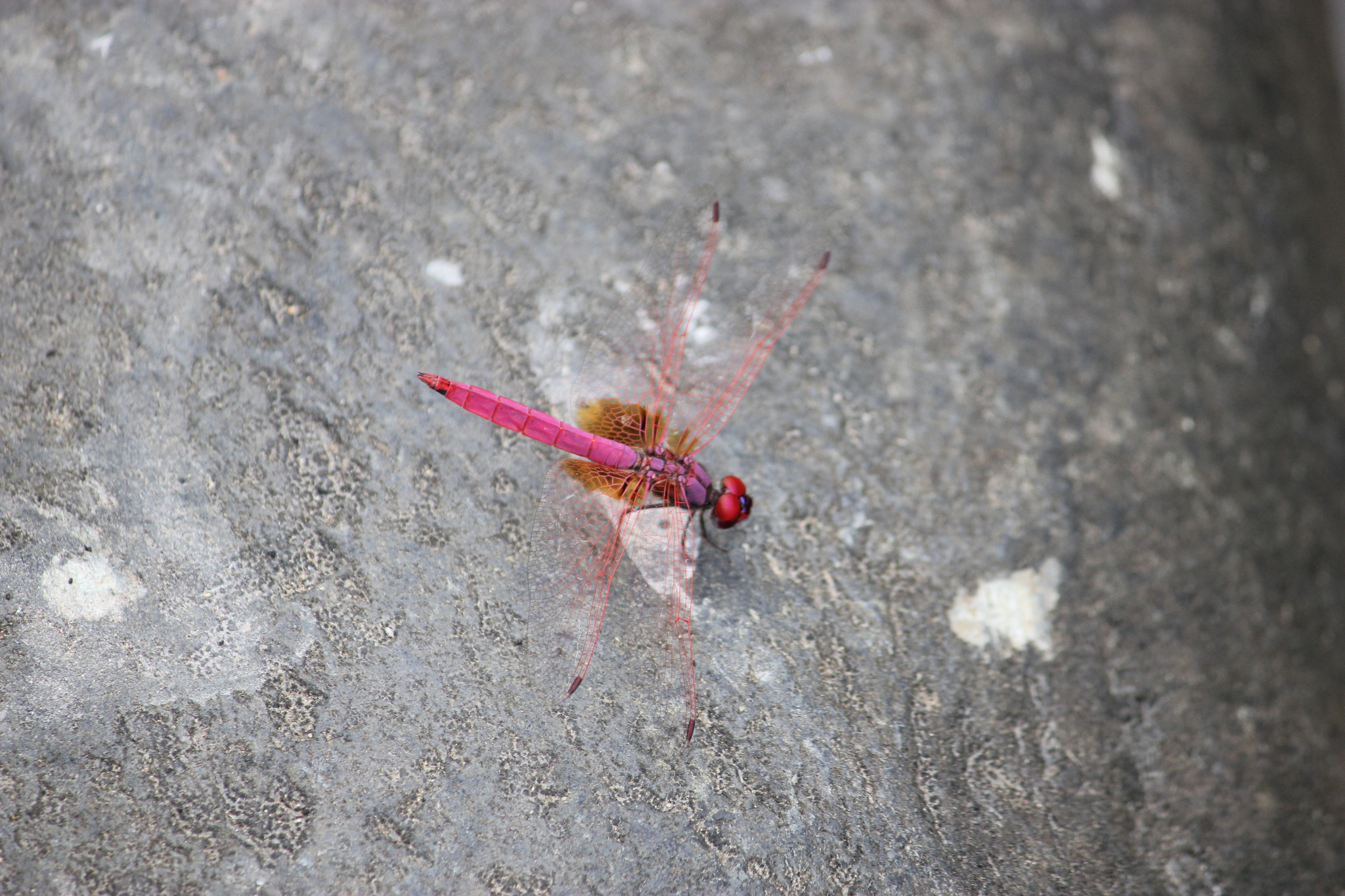 Crimson Marsh Glider