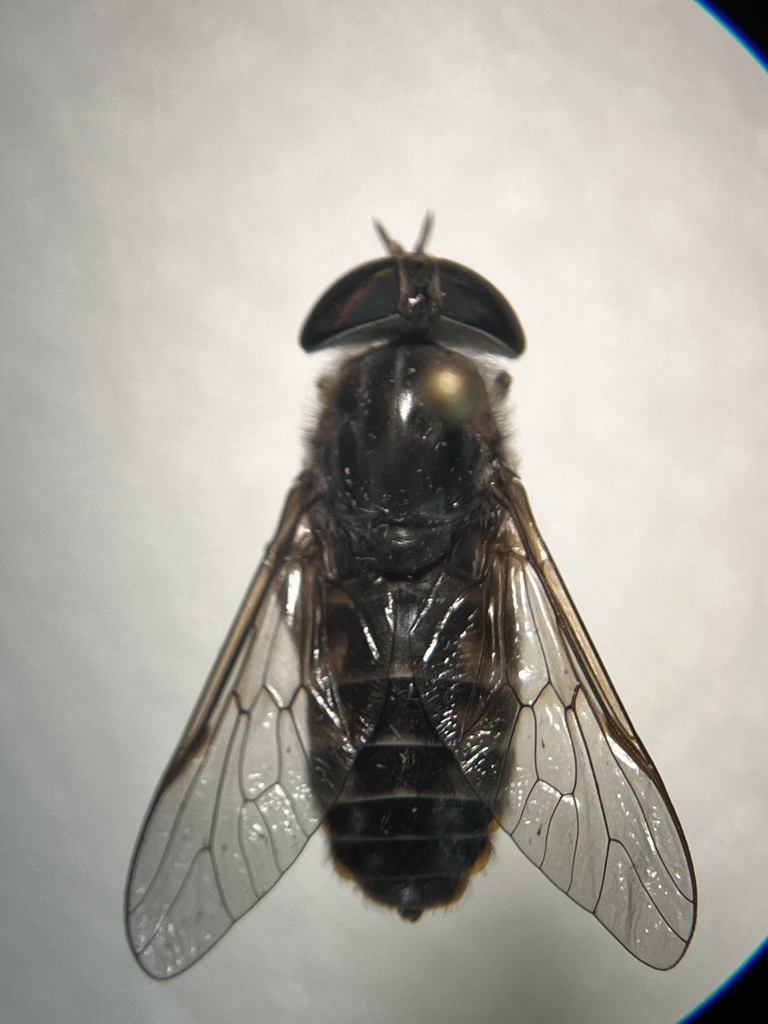 Smoky Horse Fly