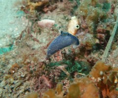 Clavelina ostrearium