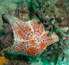 Anthaster valvulatus