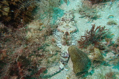 Thysanophrys cirronasus