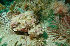 Thysanophrys cirronasus