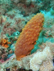 Hypsistozoa distomoides