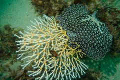 Melithaea