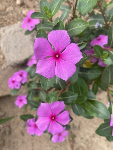 Madagascar Periwinkle