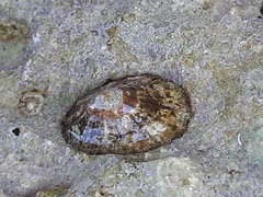 Patella ulyssiponensis