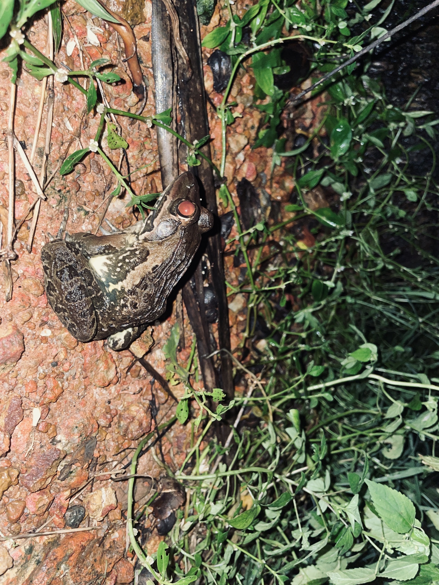 Indian Bull Frog