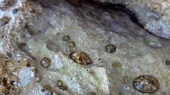 Patella ulyssiponensis