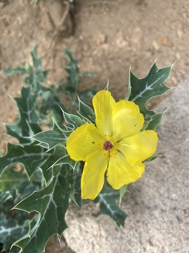 Mexican prickly poppy