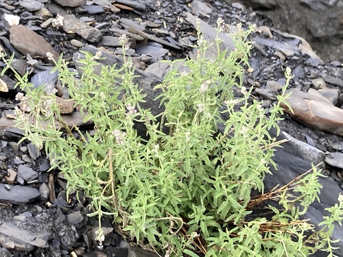 Lesser Catmint (Nepeta nepetella)