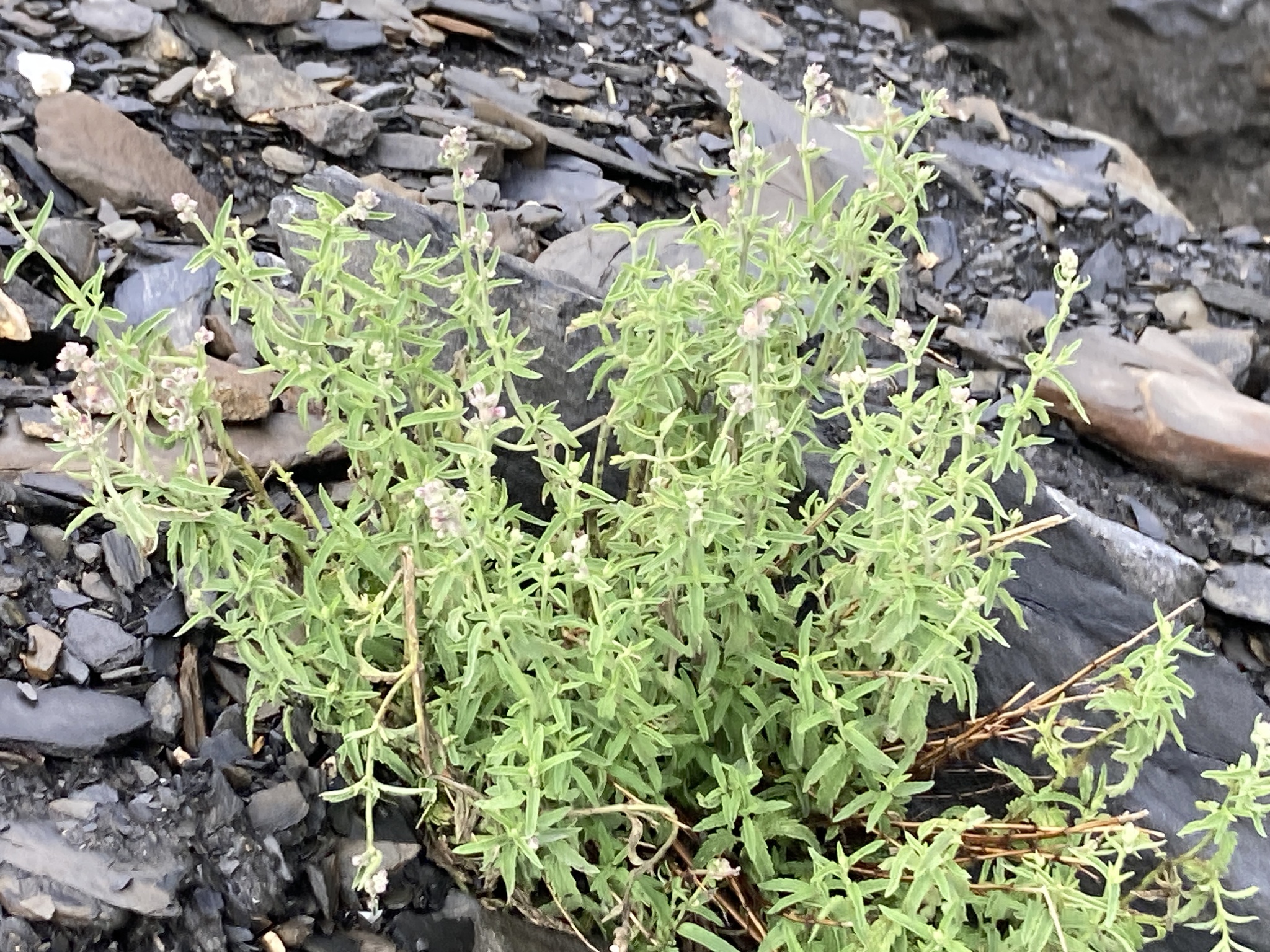 Lesser Catmint (Nepeta nepetella)