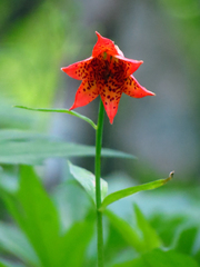 Lilium grayi