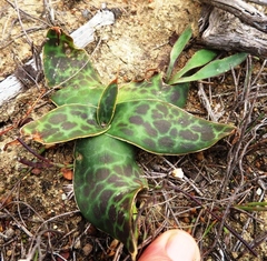 Ledebouria ovalifolia