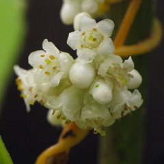 Cuscuta rostrata