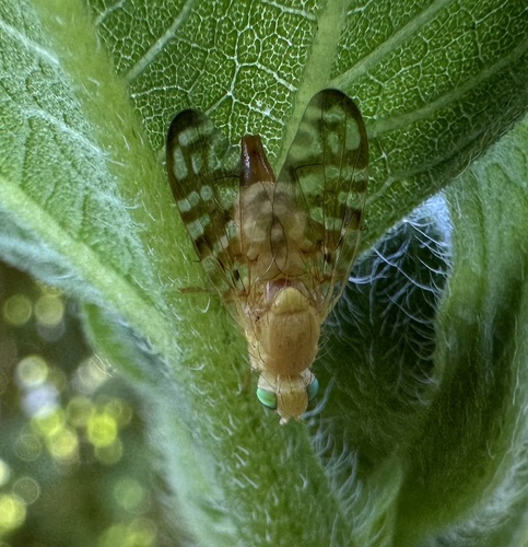 Unknown species found near W Kodiak Dr, Meridian, ID, US