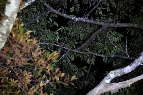 Small-toothed Palm Civet