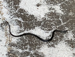 Natriciteres olivacea