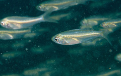 Ambassis jacksoniensis