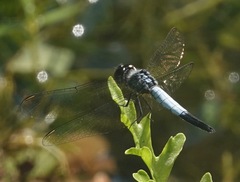 Brachydiplax farinosa