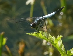 Brachydiplax farinosa