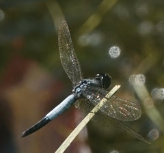 Brachydiplax farinosa