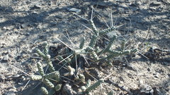 Cylindropuntia anteojoensis