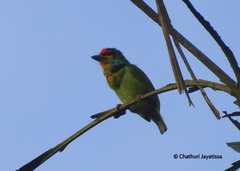 Psilopogon rubricapillus