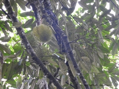 Durio zibethinus