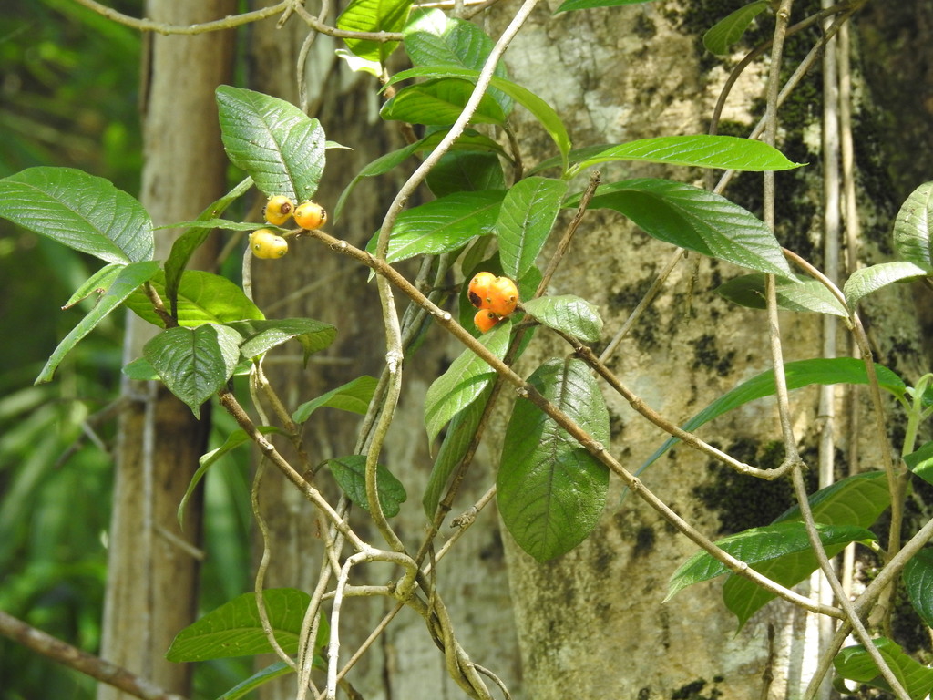 Gynochthodes villosa