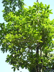 Olea dioica