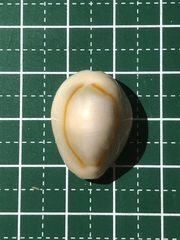 Monetaria annulus