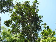 Syzygium coarctatum