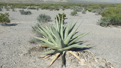 Agave asperrima