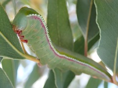Hylaeora eucalypti
