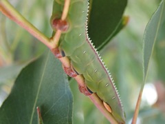 Hylaeora eucalypti