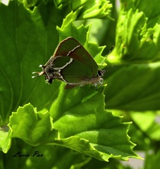 Callophrys xami