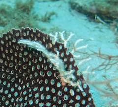 Melithaea
