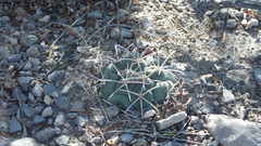 Coryphantha poselgeriana