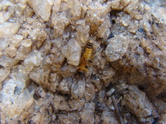 Dermaptera