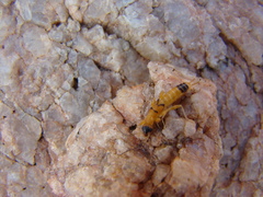 Dermaptera