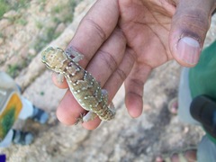 Hemidactylus triedrus