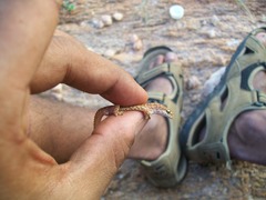 Hemidactylus reticulatus