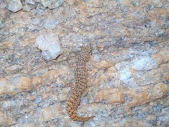 Hemidactylus reticulatus