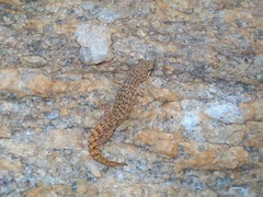 Hemidactylus reticulatus