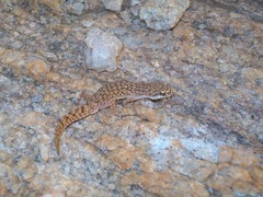 Hemidactylus reticulatus